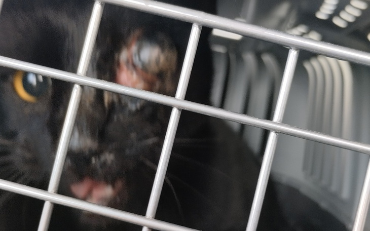 Zbiórka Jesień w Kociarni - zdjęcie główne