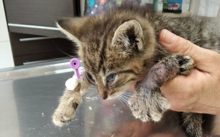 Zbiórka PomocHaku - zdjęcie główne