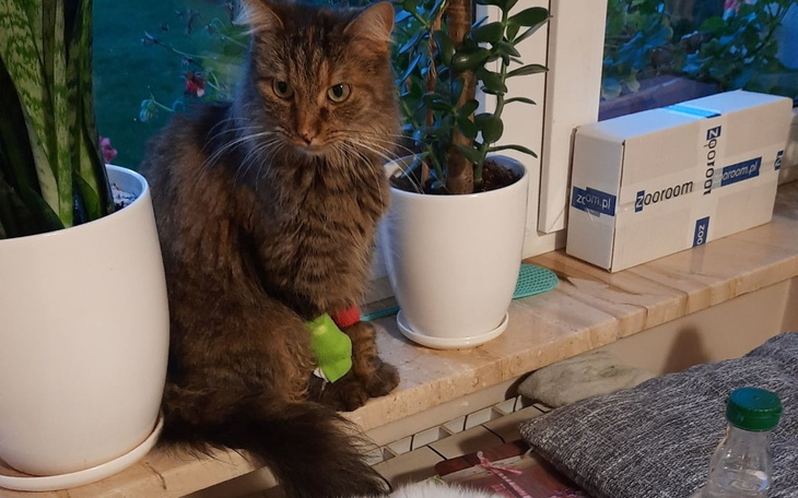 Zbiórka Uratujmy Tosię, wygrajmy z FIP - zdjęcie główne