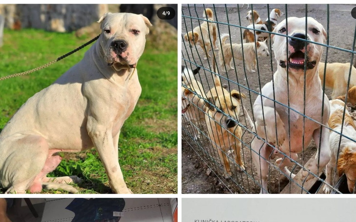 Zbiórka Transport i opieka dla Bonez - zdjęcie główne