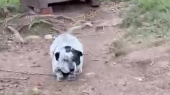 Zbiórka Maleńki Ptyś był sam przy budzie - miniaturka zdjęcia