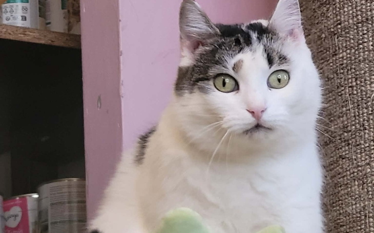 Kot o zielonych oczach siedzący na półce.