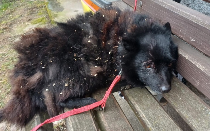 Zbiórka Pies olany przez służby - zdjęcie główne