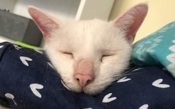 Zbiórka Ratujmy Fuksika - zdjęcie główne