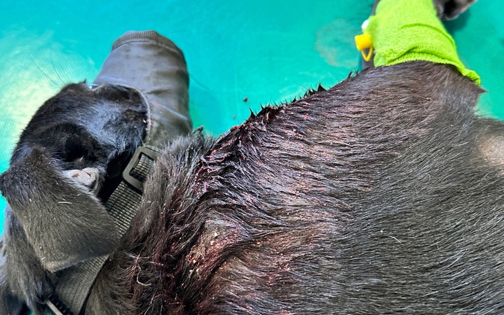 Zbiórka Dla potrąconej suni - zdjęcie główne