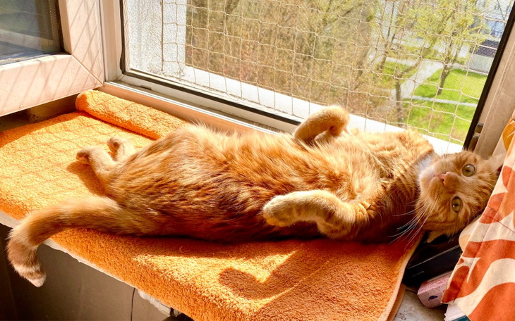 Zbiórka Leczenie Marmurka - zdjęcie główne