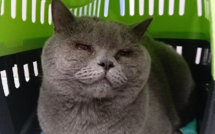 Zbiórka Walka o zdrowie kotka Amura - zdjęcie główne