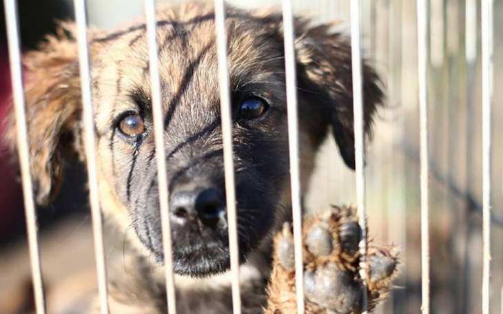 Zbiórka Akcja Wielkanocna dla zwierzaków - zdjęcie główne