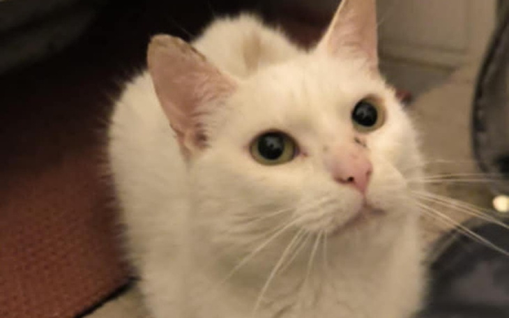 Biały kot z dużymi oczami, siedzący na podłodze.