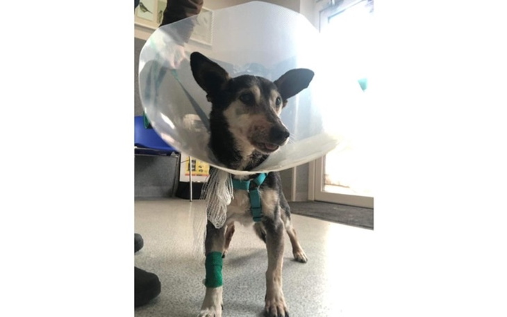 Zbiórka Leczenie Ignacego - zdjęcie główne