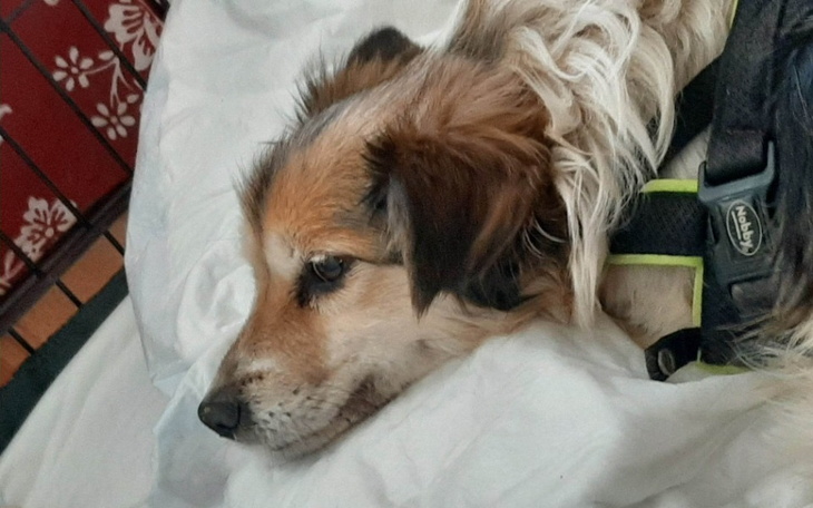 Zbiórka Fiona walczy o życie i zdrowie - zdjęcie główne