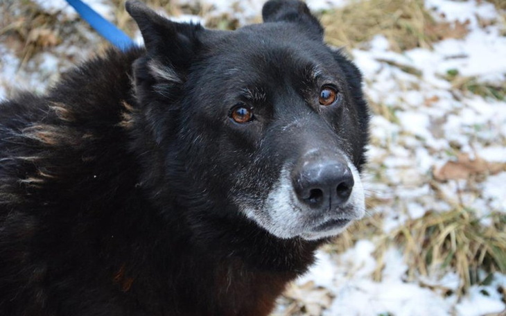Czarny pies z wyrazistymi oczami, w otoczeniu śniegu.