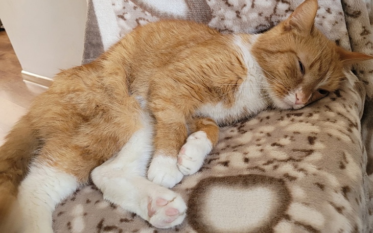 Zbiórka POMOCY MISIO MUSi ŻYĆ - zdjęcie główne