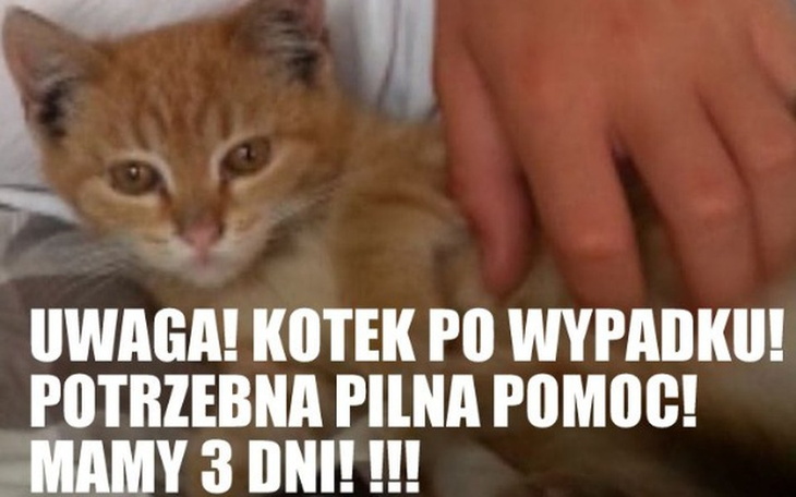 Zbiórka Operacja kotka po wypadku! :( - zdjęcie główne
