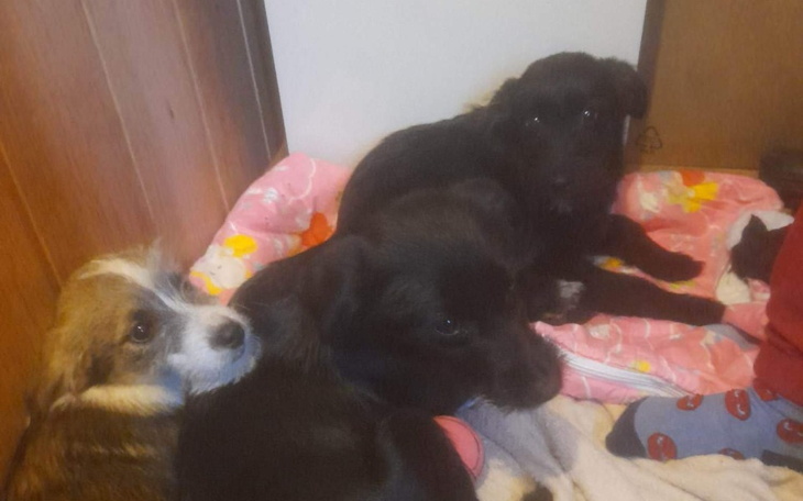 Zbiórka Znalazła w lesie szczeniaki.z Pa - zdjęcie główne