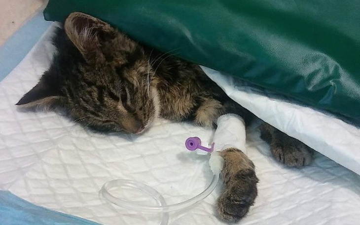 Zbiórka Nowy rok, kolejne wyzwania - zdjęcie główne