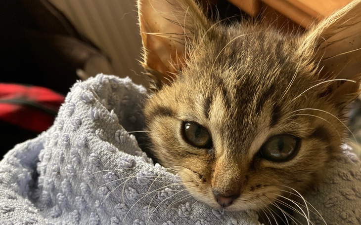 Mały kotek owinięty w niebieski ręcznik, z ciekawym spojrzeniem.