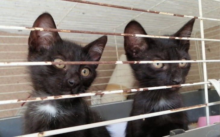 Zbiórka Na pomoc niechcianym mruczkom - zdjęcie główne