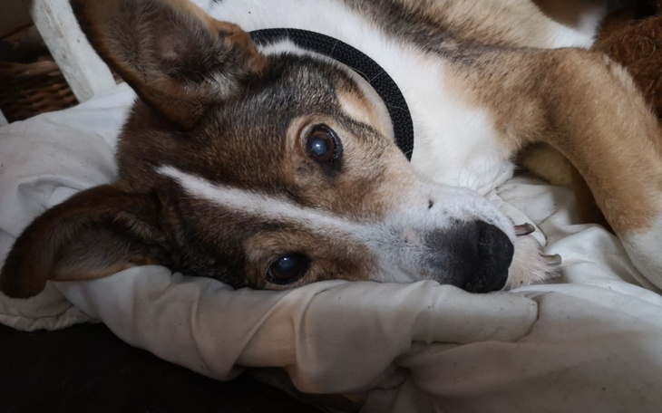 Zbiórka Grześ-chore nerki i trzustka. - zdjęcie główne