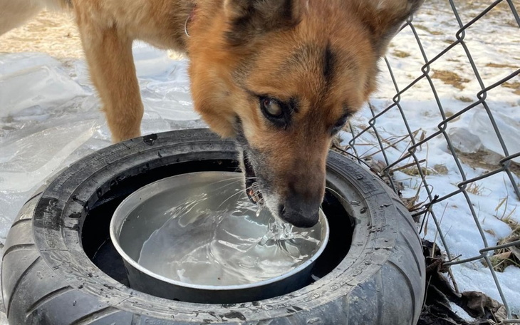 Pies pijący wodę z miski w oponie.