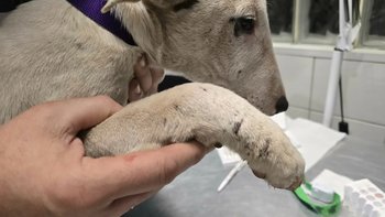 Zbiórka Piekło na ziemi - miniaturka zdjęcia