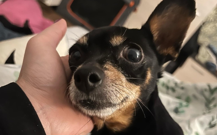 Pies w objęciach właściciela, z wyrazem radości na twarzy.