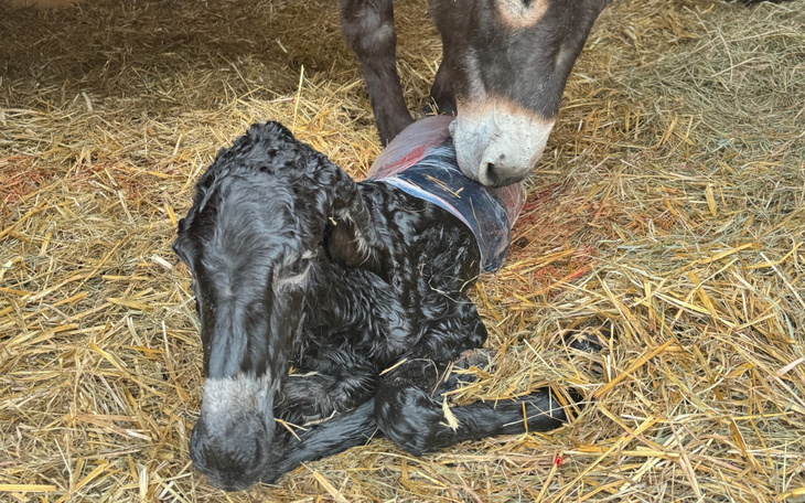 Nowo narodzone cielę leżące na sianie w oborze.
