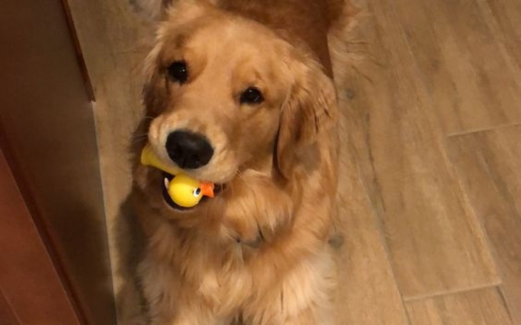 Zbiórka Dla pieska Arii - zdjęcie główne