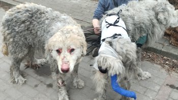 Zbiórka Pożar domu-pomóż uratować psy 🙏 - miniaturka zdjęcia