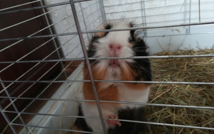 Zbiórka Leczenie swinki morskiej. - zdjęcie główne