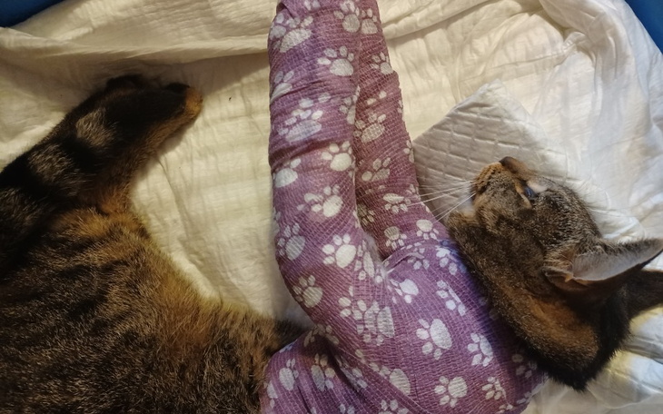 Zbiórka Na leczenie dla Kitka - zdjęcie główne