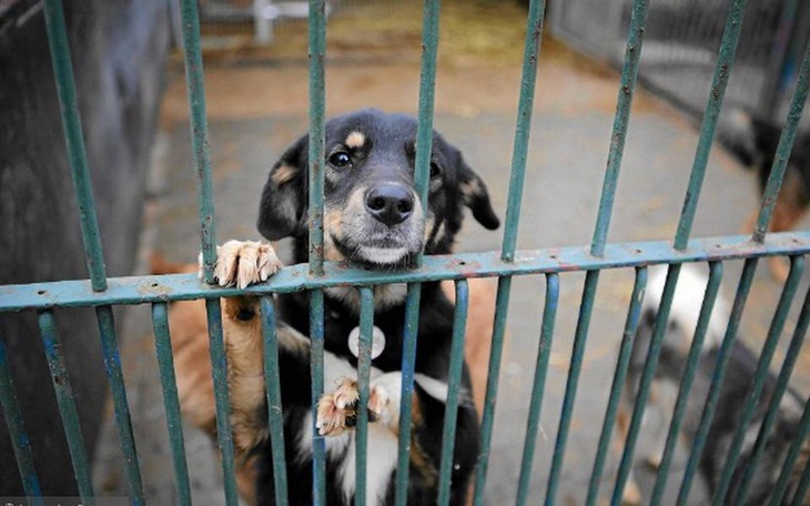 Zbiórka Schroniska - zdjęcie główne