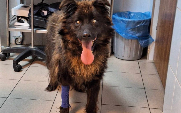 Zbiórka Na lepsze życie Szeryfa i Punia - zdjęcie główne