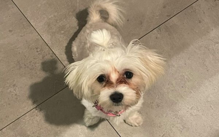 Zbiórka Leczenie Cristal - zdjęcie główne