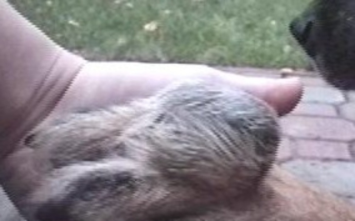 Zbiórka Bez tej operacji mój psiak... - zdjęcie główne