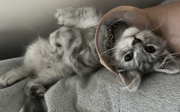 Szary kotek w obroży, leżący na plecach.