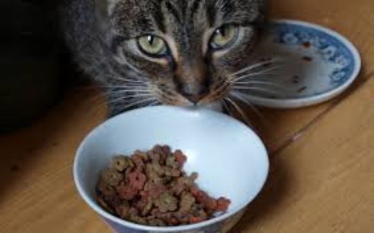 Kot przy misce z jedzeniem, wpatrujący się w obiektyw.