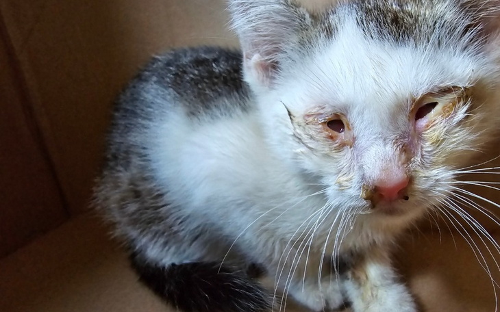 Zbiórka Wsparcie dla chorego kotka - zdjęcie główne