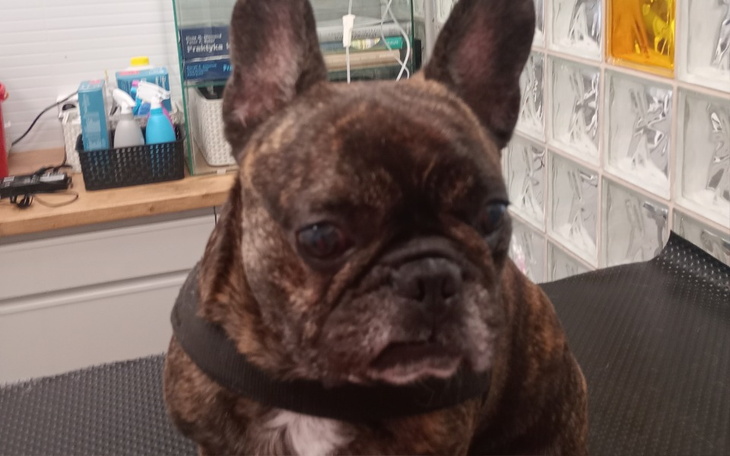 Zbiórka Operacja kręgosłupa Henia - zdjęcie główne