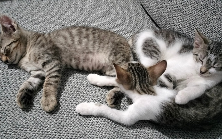 Zbiórka Aby brzuszki były pełne - zdjęcie główne