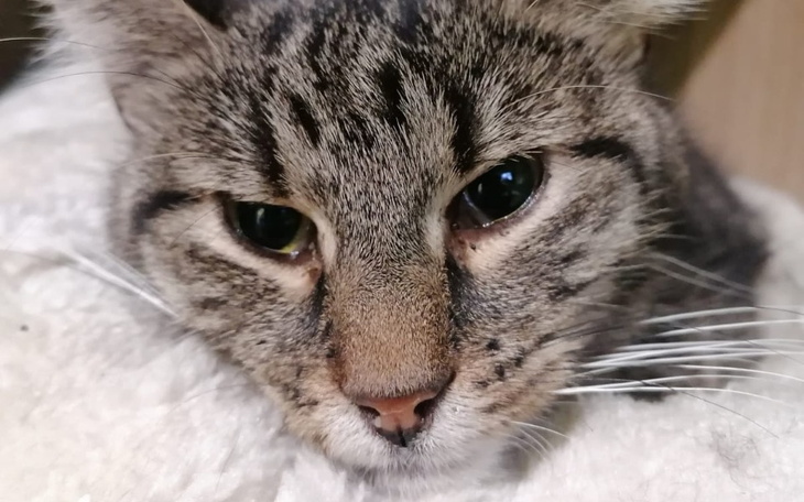 Szary kot z wyraźnymi rysami na twarzy, leżący na miękkim podłożu.