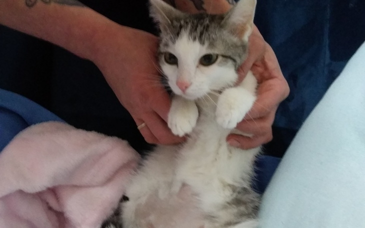 Zbiórka Ingri walczy o zycie - zdjęcie główne