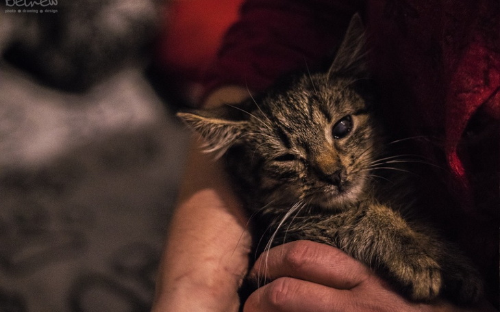 Zbiórka Byśmy nadal mogli ratować bezdom - zdjęcie główne