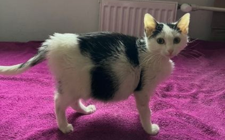 Kot z czarno-białym futrem, stojący na różowym kocu.