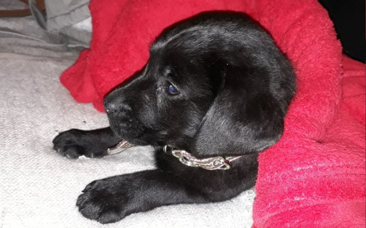 Zbiórka Na pomoc biednej kruszynce - zdjęcie główne