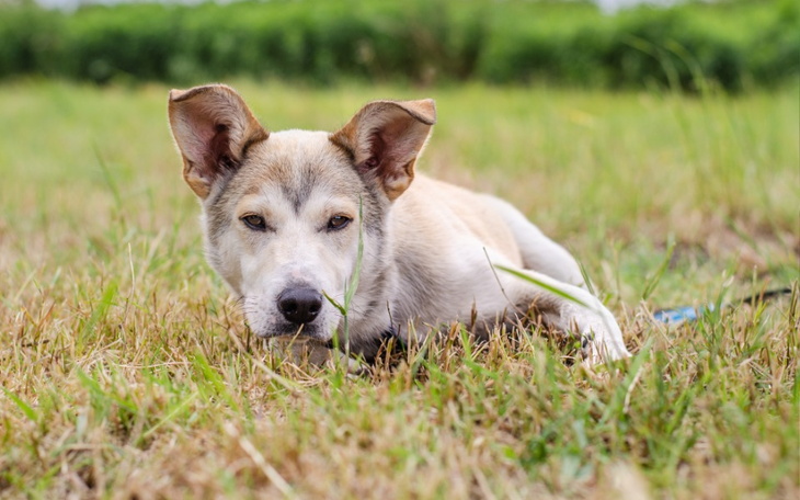 Zbiórka Pomóż TOFU znów brykać - zdjęcie główne
