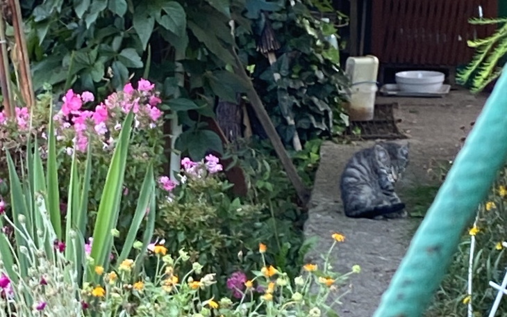 Zbiórka Kotki z działek - zdjęcie główne