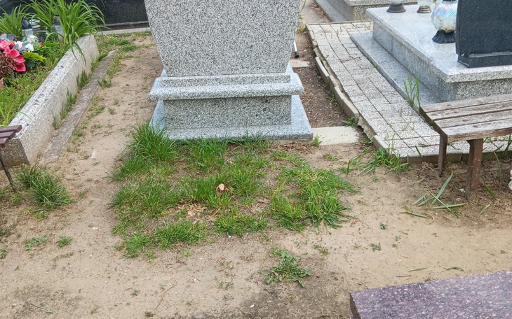 Zarośnięta przestrzeń wokół nagrobków na cmentarzu.