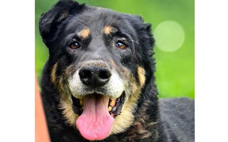 Zbiórka MORUS zbiera na operację uszu - zdjęcie główne