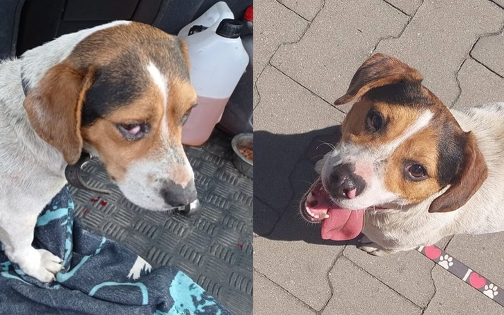 Zbiórka Porzucony pogryziony KODI - zdjęcie główne